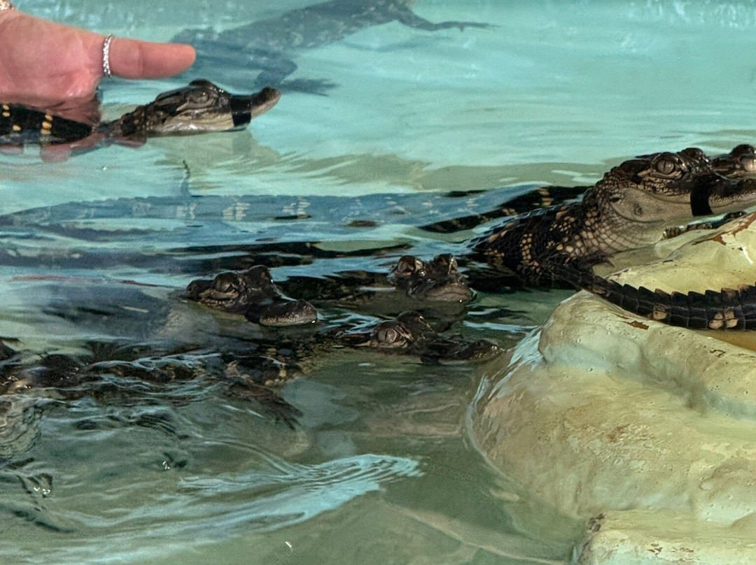 Insta-Gator Ranch & Hatchery-卡温顿必去景点