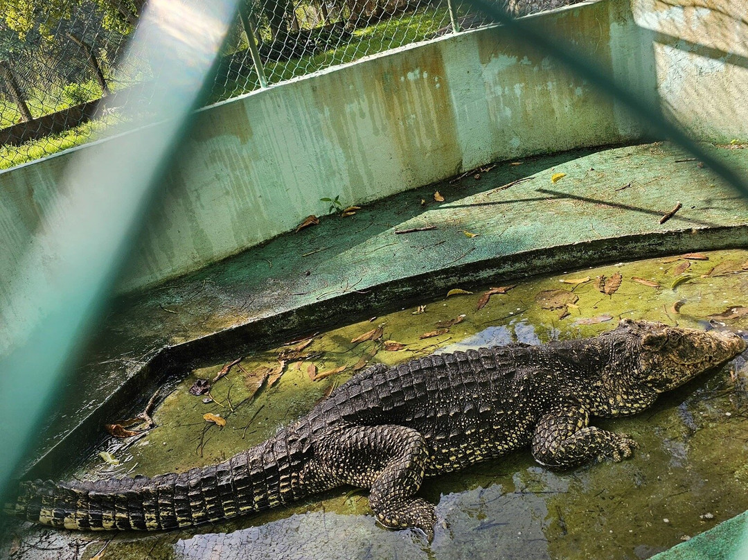 Criadero De Cocodrilos-Playa Larga必去景点