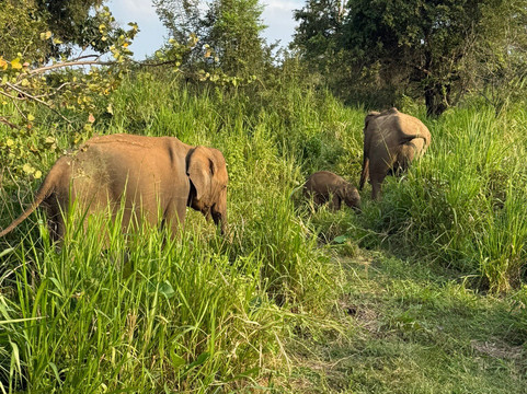 Kavi Jeep Safari-锡吉里亚必去景点