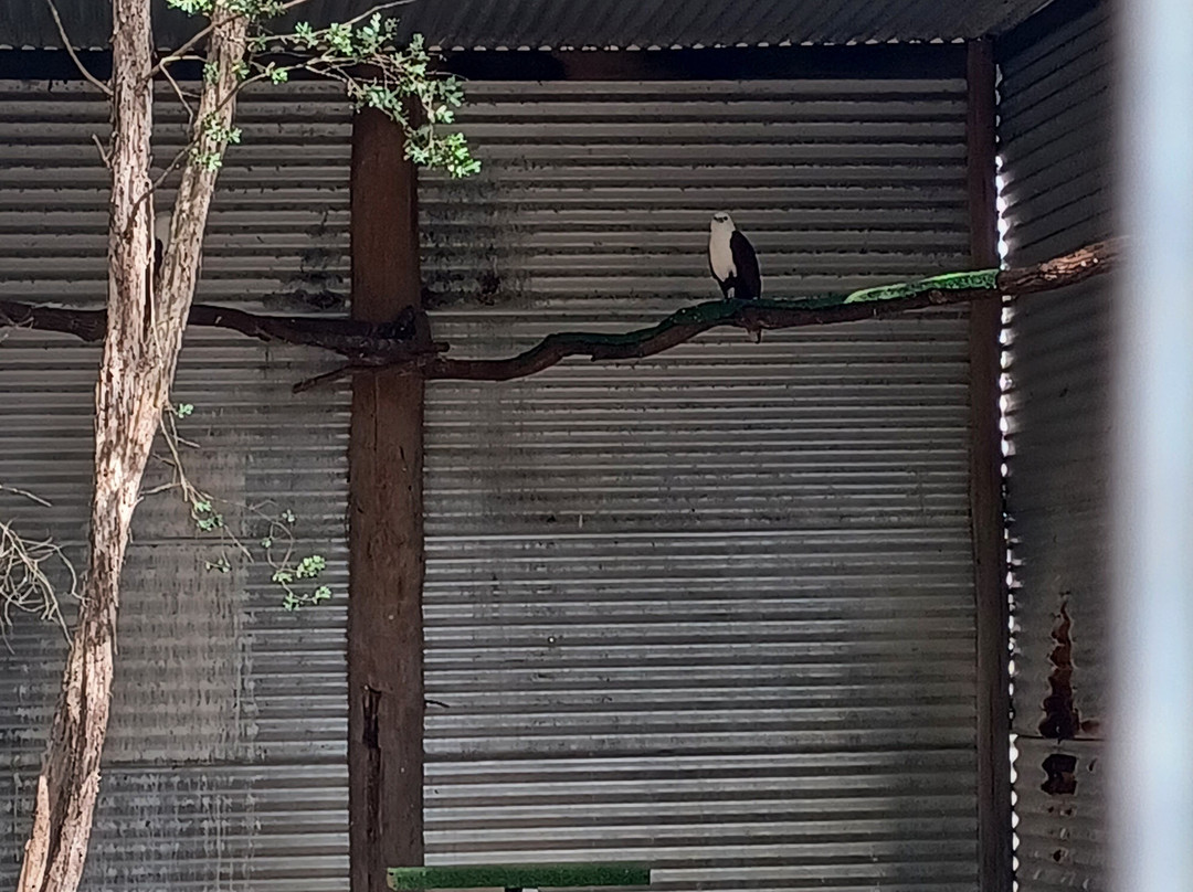 Capes Raptor Centre景点图片
