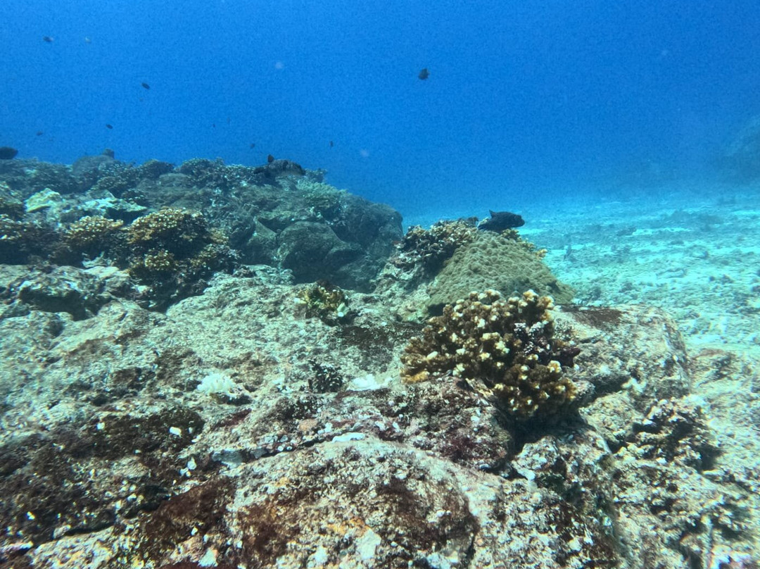 Diving Coiba景点图片