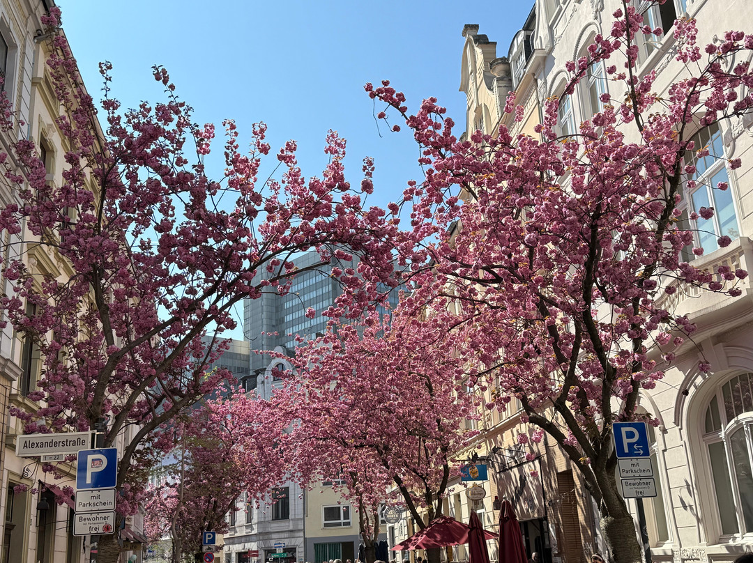Cherry Blossom-波恩必去景点