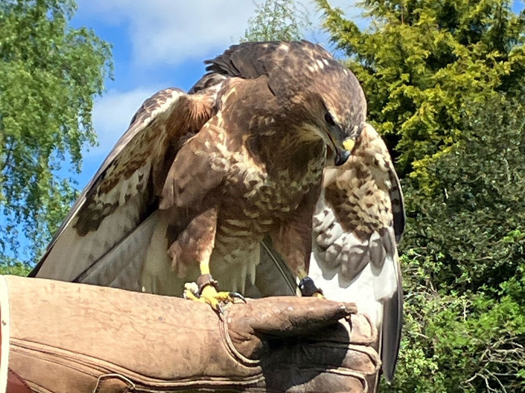 Thirsk Birds Of Prey Centre景点图片
