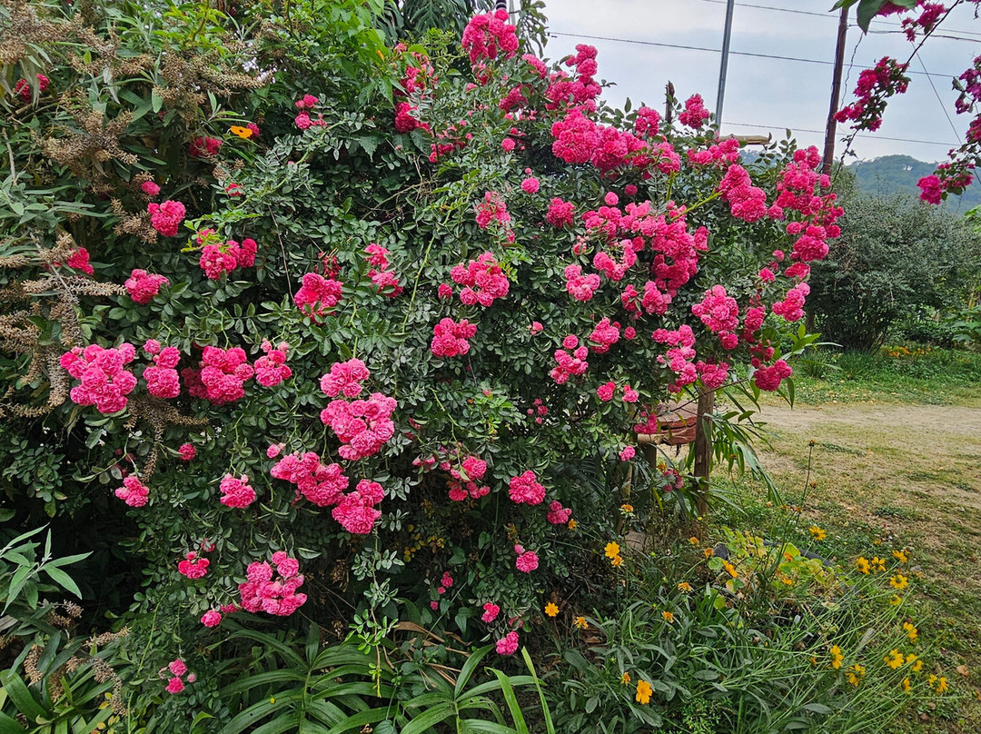 Darang Tea Estate主图