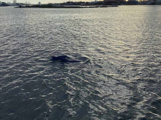 Cruise Orange Beach Dolphin Cruises-橙色海湾必去景点