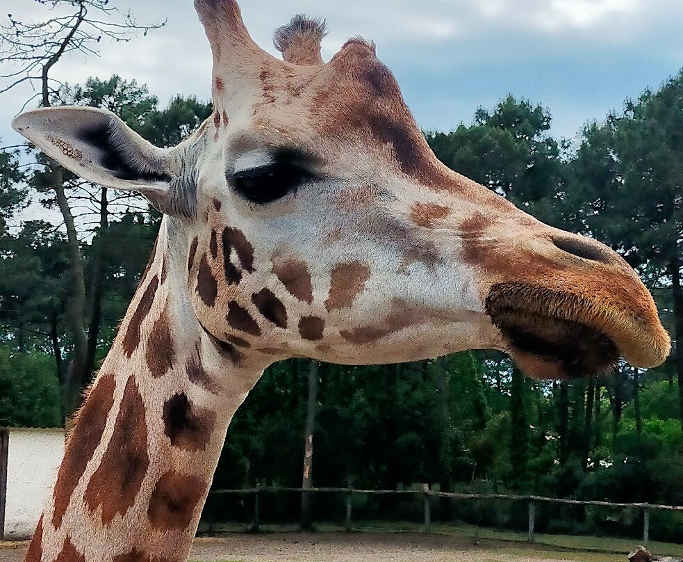 Zoo Bassin d'Arcachon景点图片