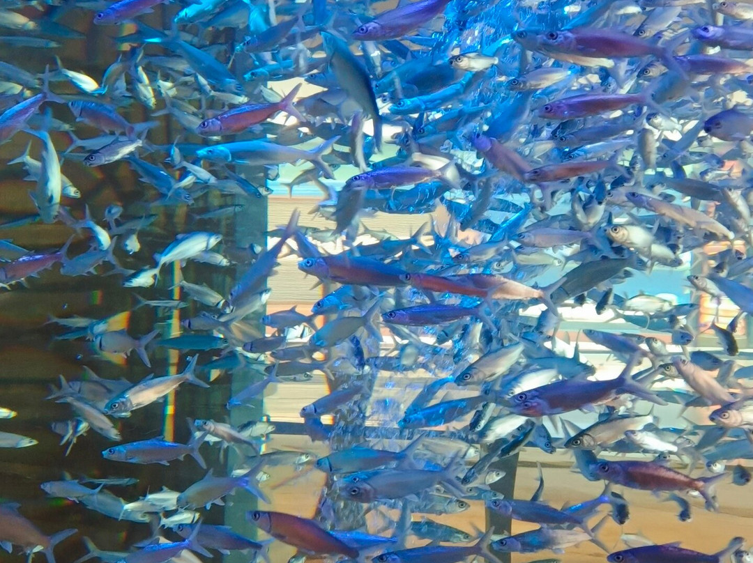 失落的空间水族馆景点图片