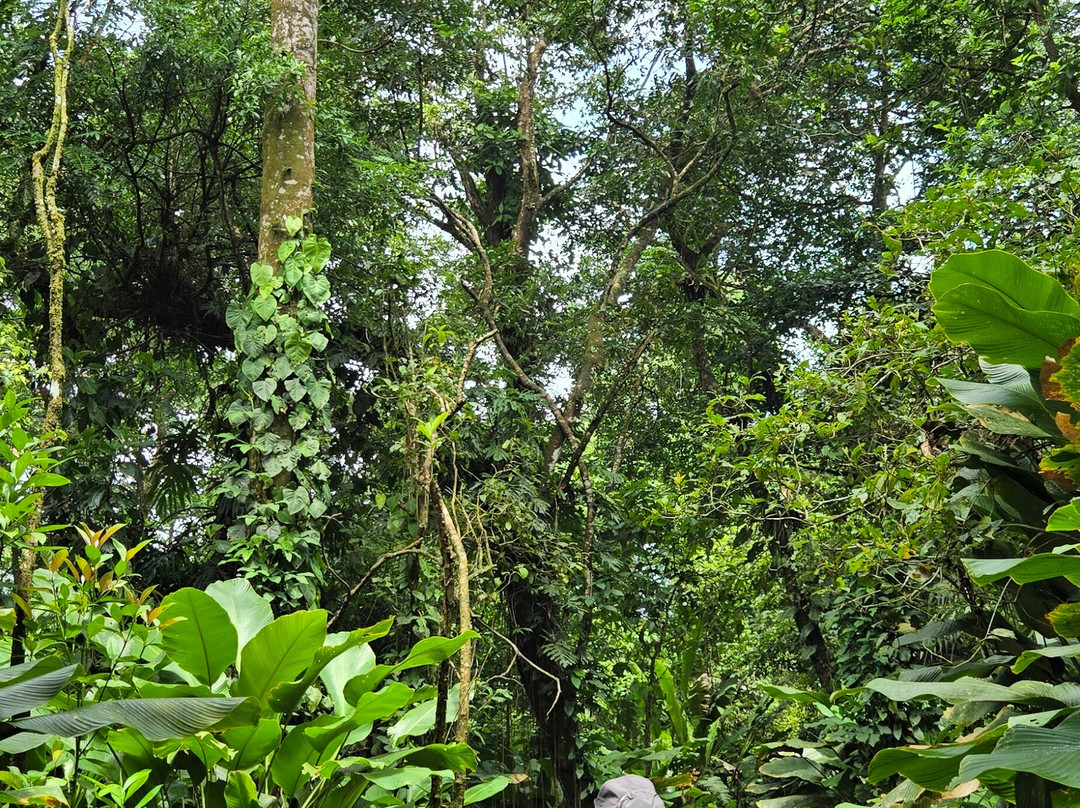 Tortuguero Adventures-托图杰多必去景点