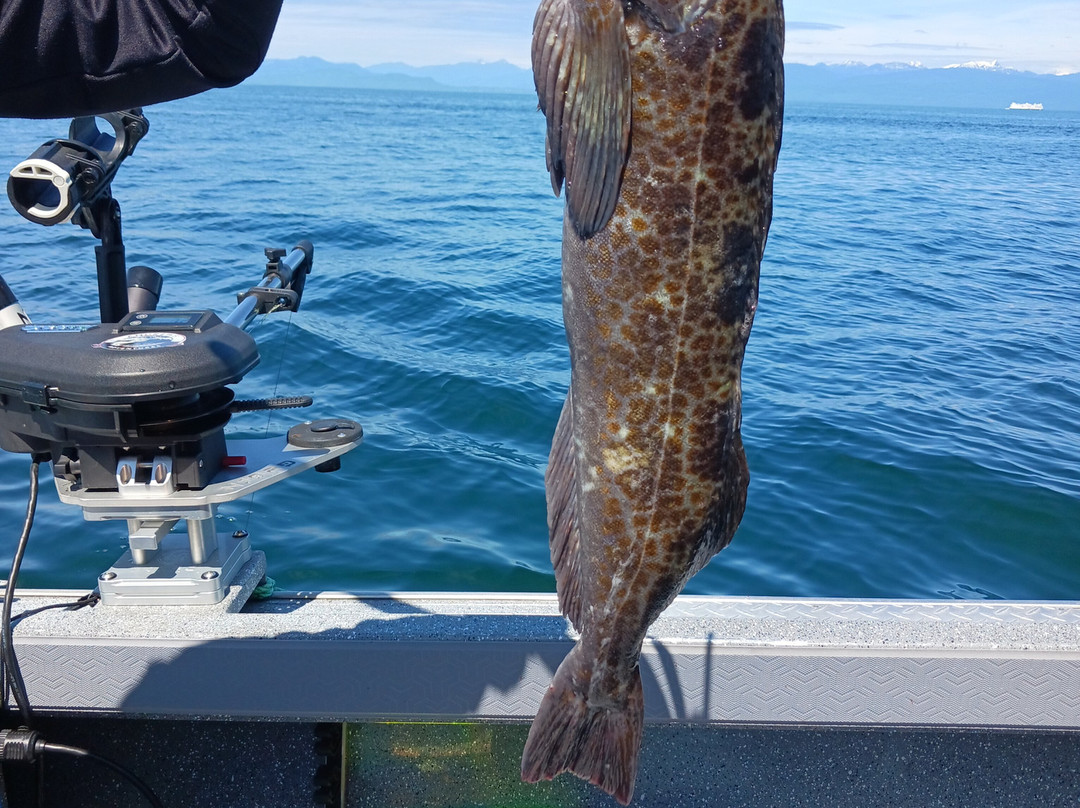 Andrew's West Coast Adventures-纳奈莫必去景点