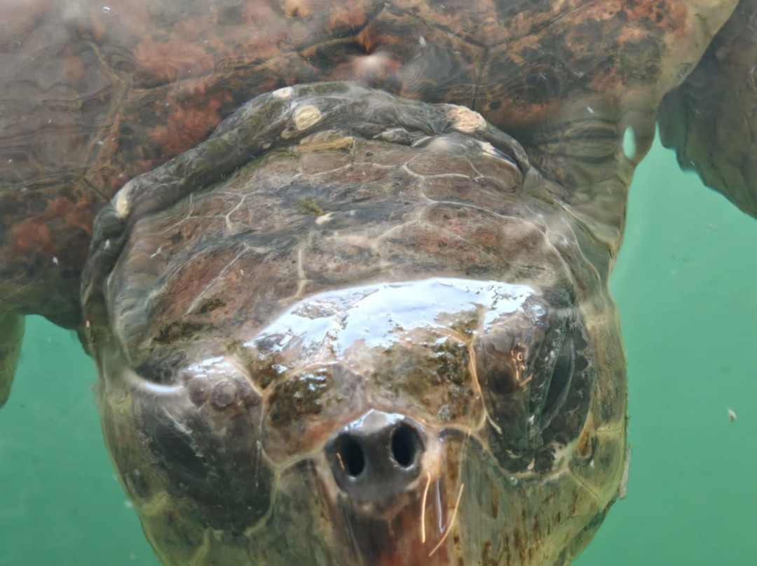 The Kaptan June Sea Turtle Conservation Foundation景点图片