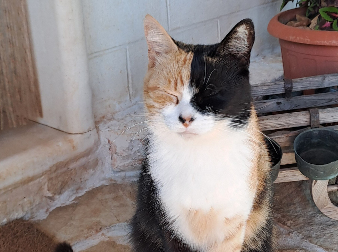 德米特民宿主图