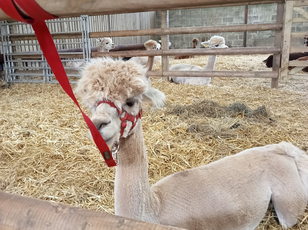 Pembrokeshire Alpaca Trekking景点图片