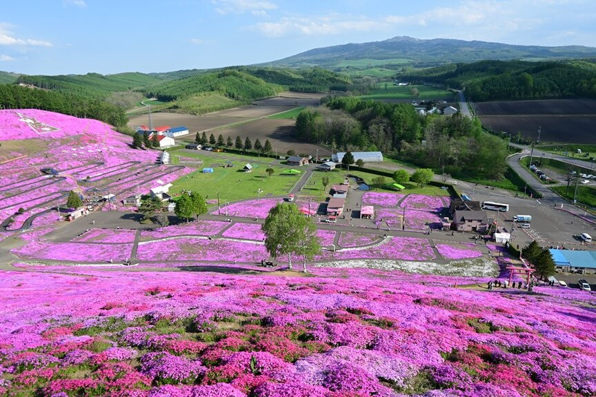 Higashimokoto Shibazakura Park-大空町必去景点