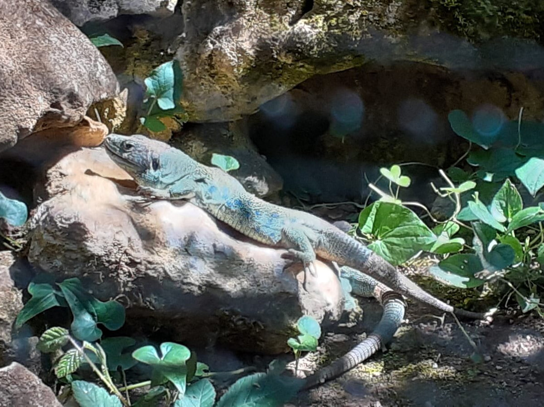 Réserve Zoologique De Calviac景点图片