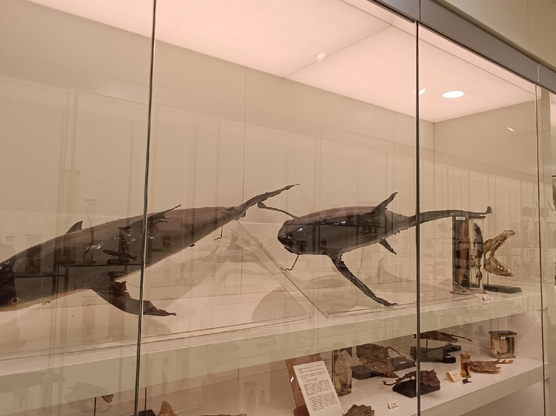 Vilnius University Zoological Museum-维尔纽斯必去景点