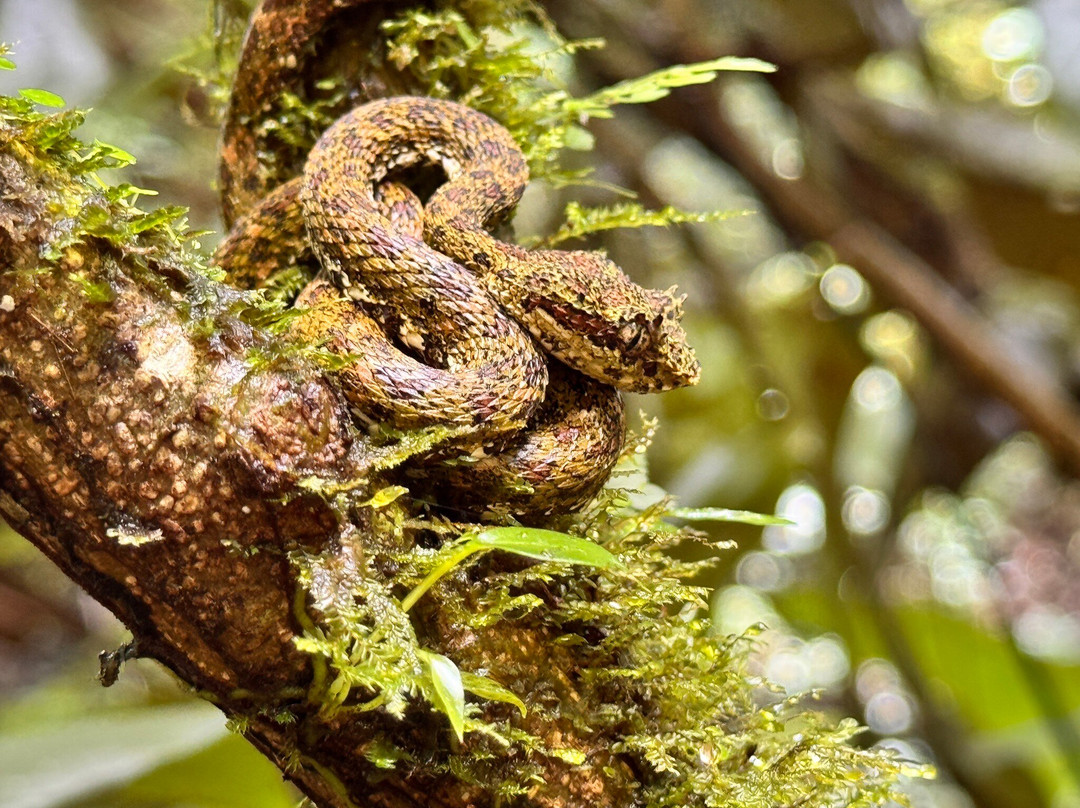 Sloth Watching Trail-福德圣卡洛斯必去景点
