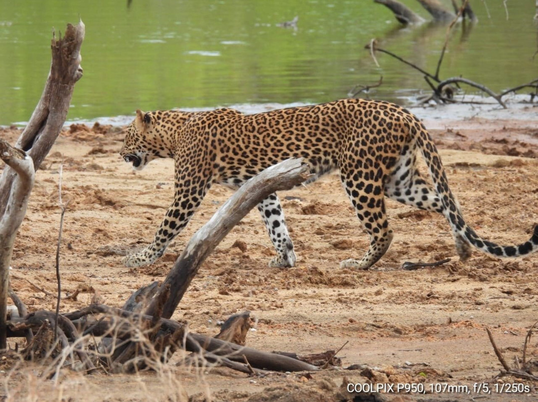 Ceylon Safari Tours景点图片