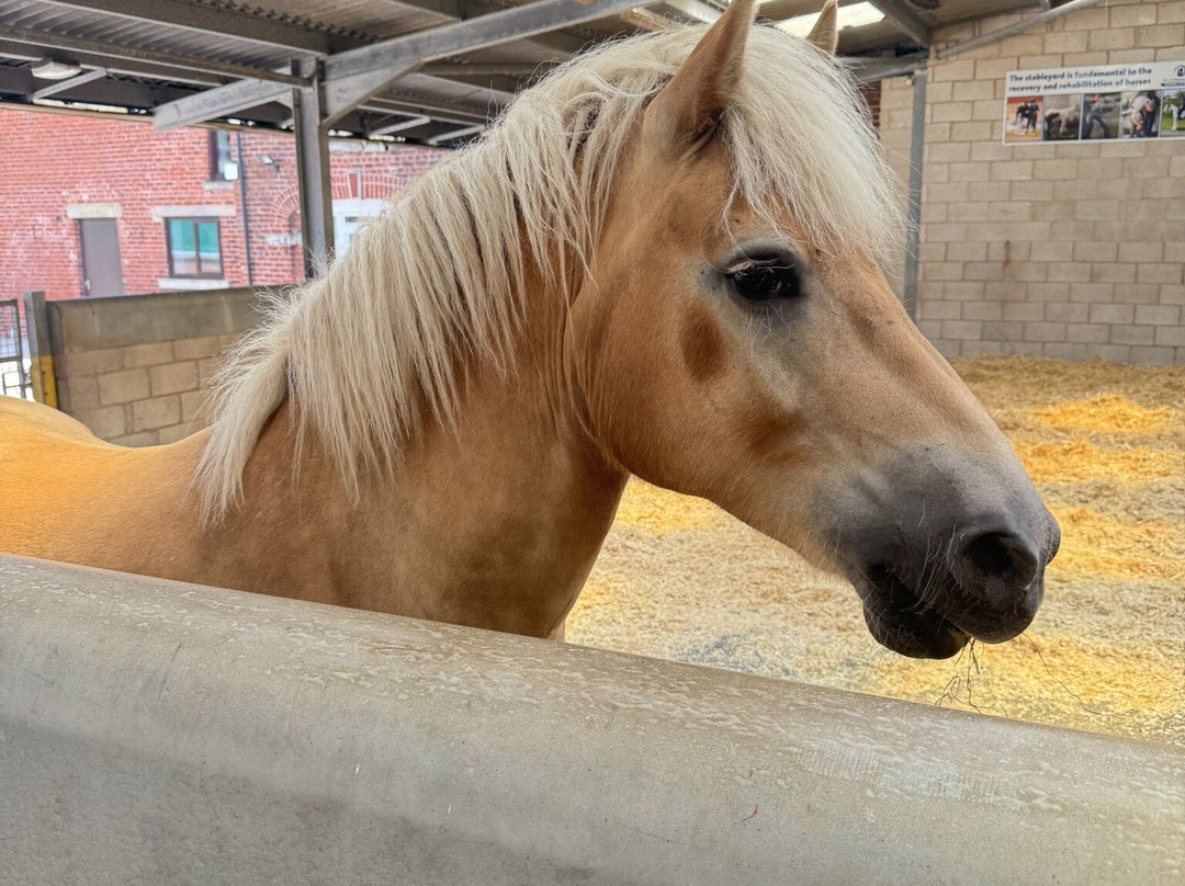 World Horse Welfare Penny Farm-黑潭必去景点