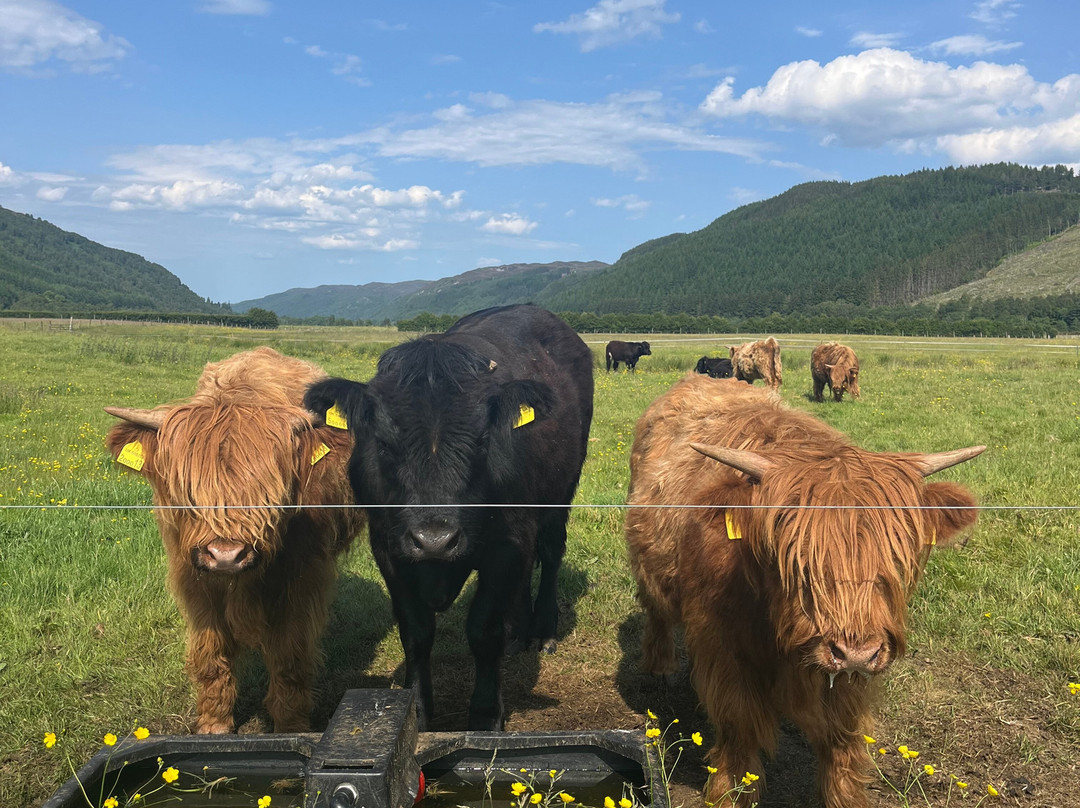 Invercannich Farm-Cannich必去景点