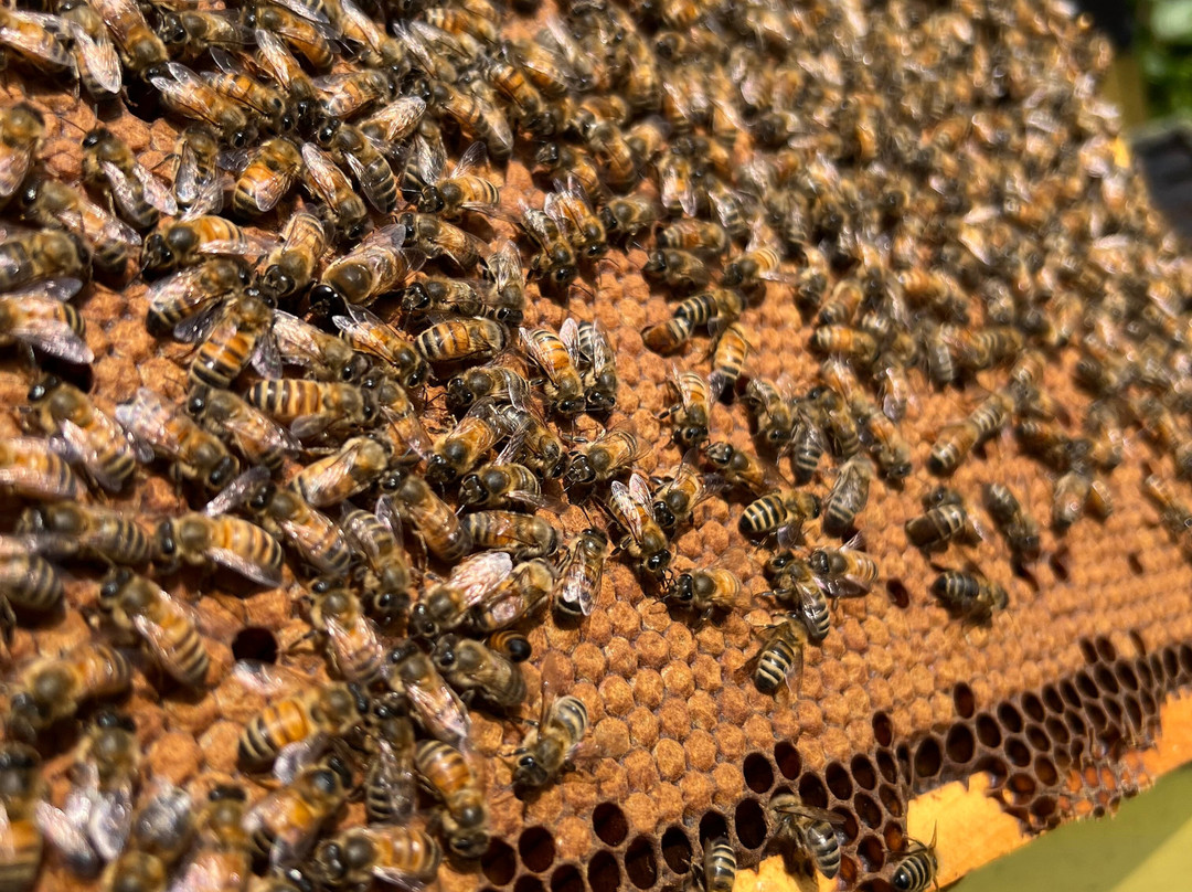 Pollen Nation Farm-Little Rapids必去景点