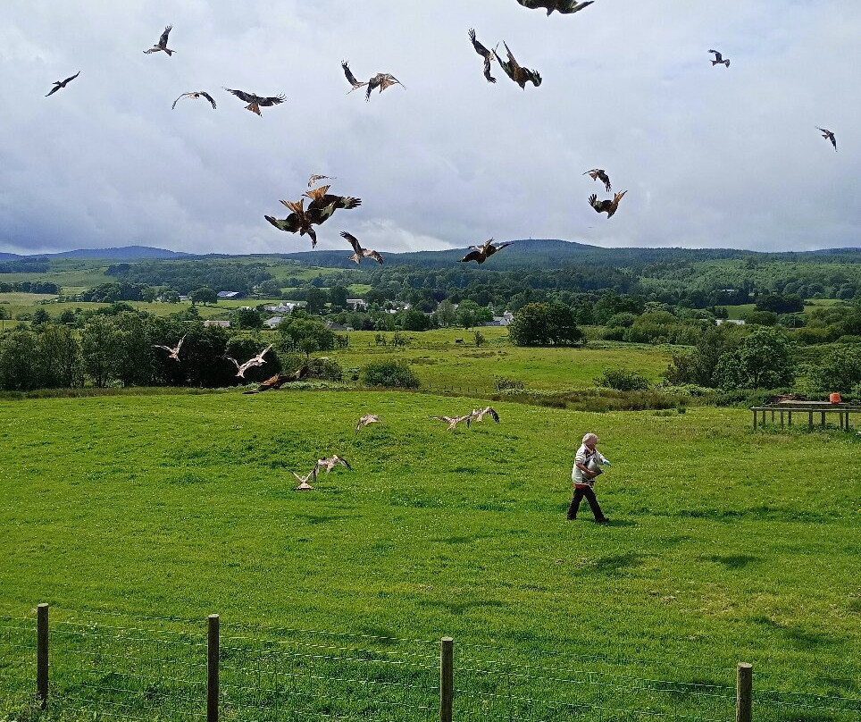 Bellymack Hill Farm - Kite Feeding Station-Laurieston必去景点