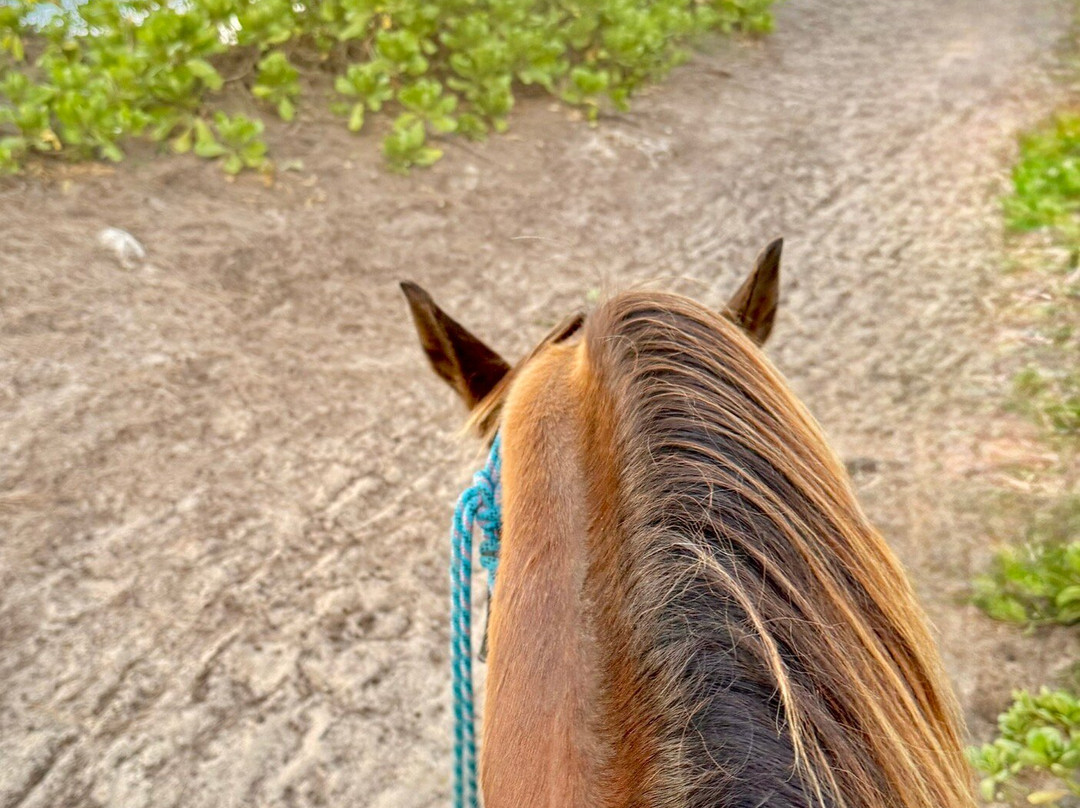 Turtle Bay Resort Horse Riding-卡胡库必去景点