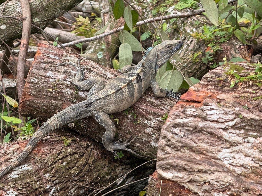 Chiclets Zipline-哈科必去景点