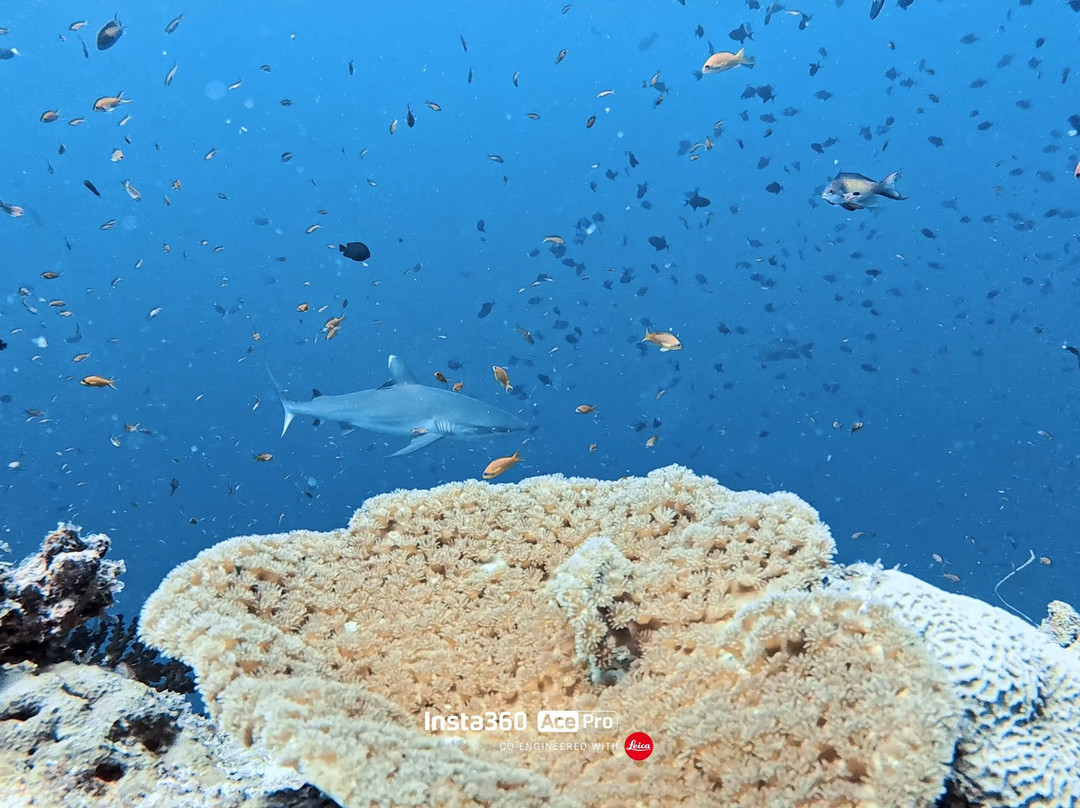 Jerrys Dive Club Rasdhoo-拉斯胡必去景点