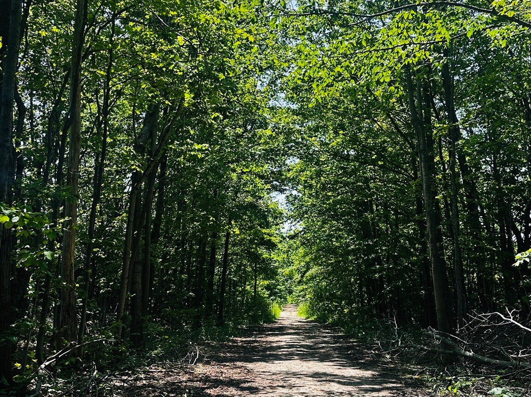 Loree Forest Loop-蓝山必去景点