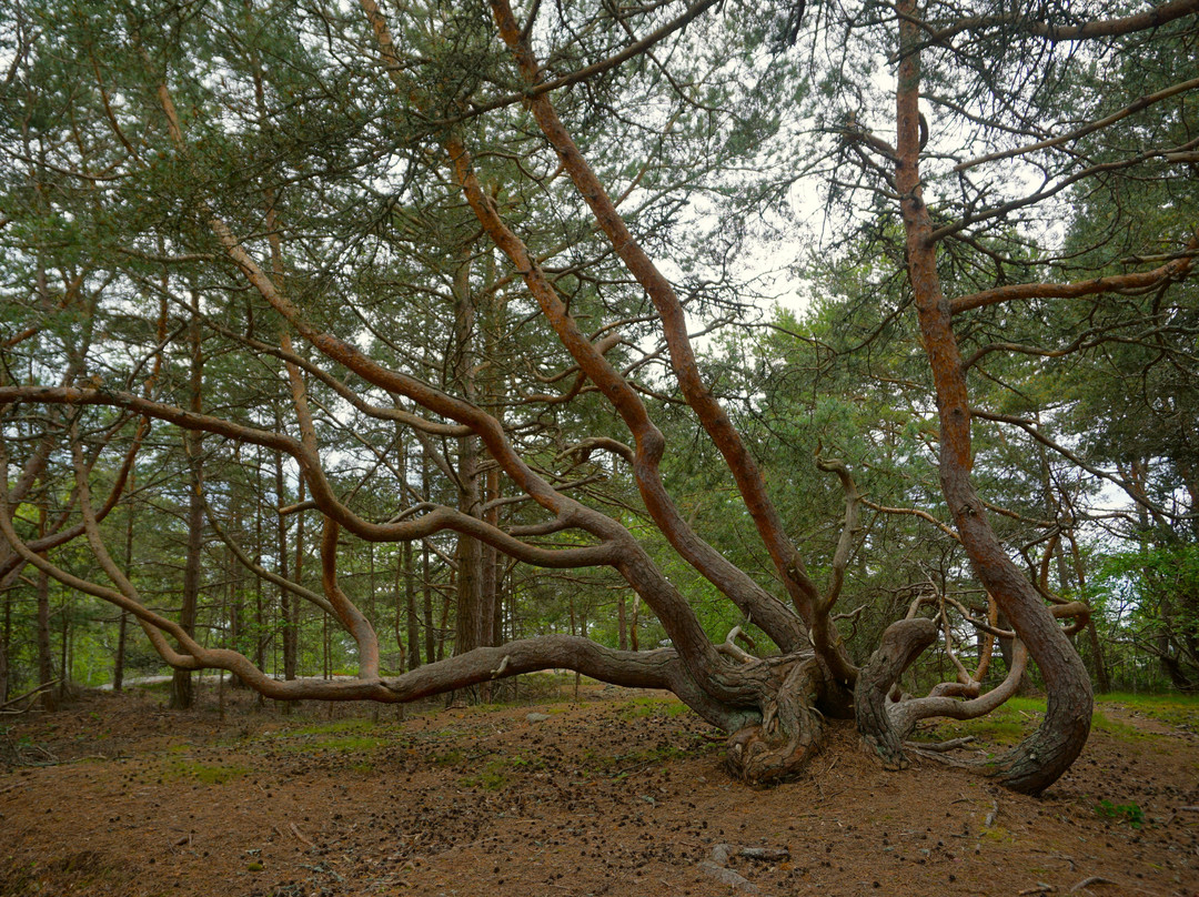 Nature Trail Of Isokari-Kustavi必去景点