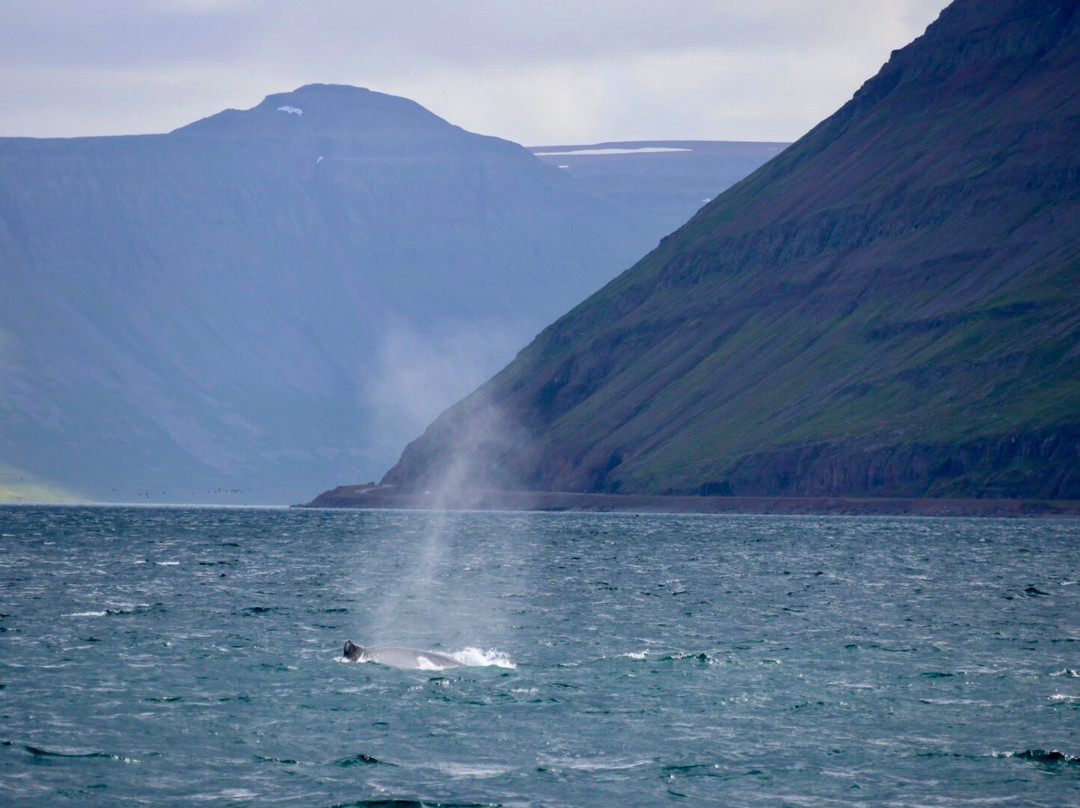 Sjóferðir Ehf-伊萨菲厄泽必去景点