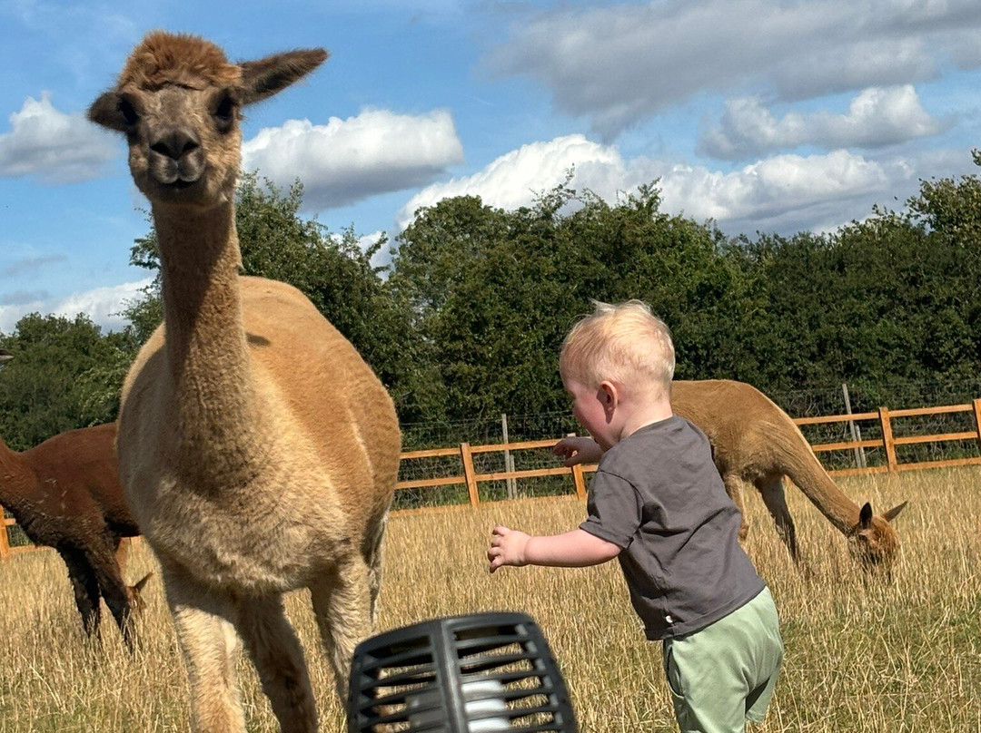 Tickhill Alpacas-Tickhill必去景点
