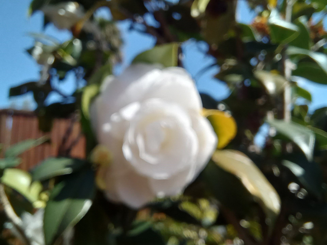 Vinicola Goes-Sao Roque必去景点