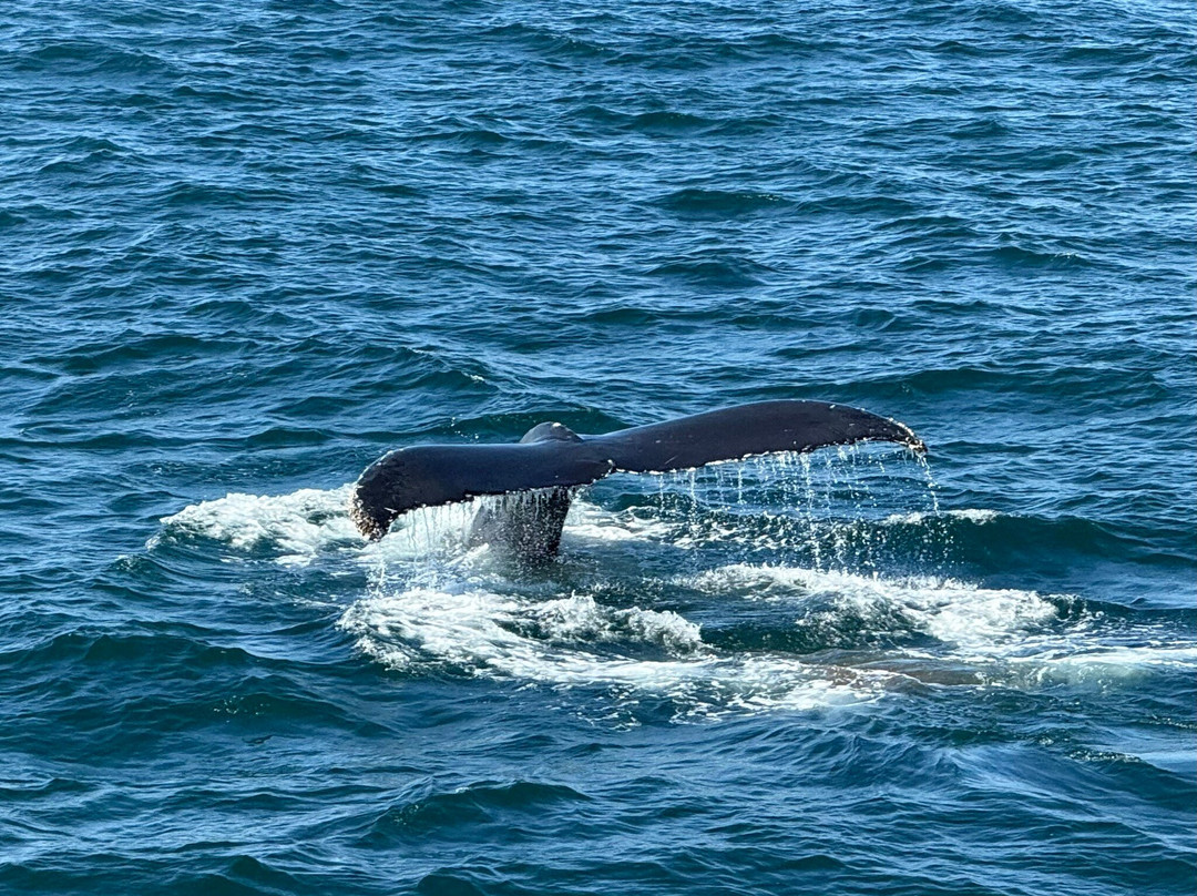 Hyannis Whale Watcher Cruises-Barnstable必去景点