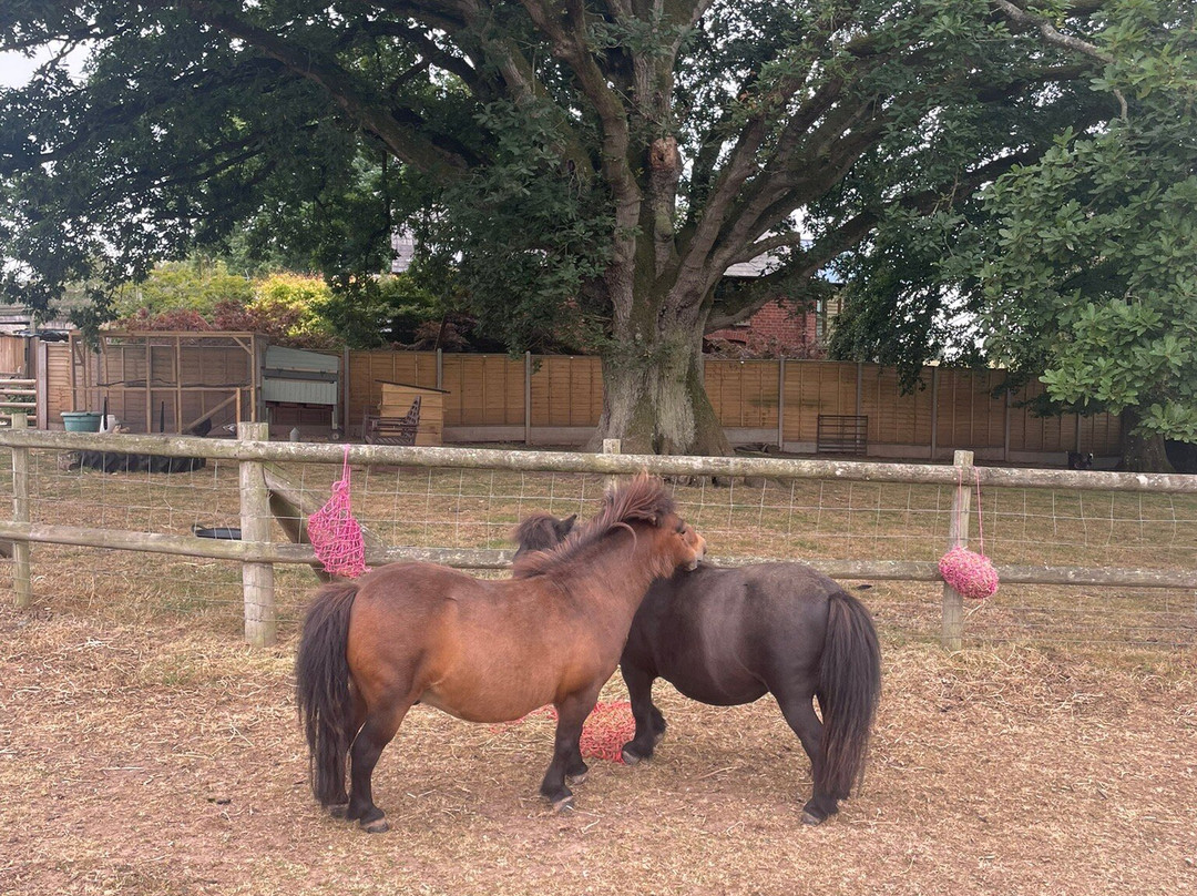 Small Breeds Farm Park-Kington必去景点