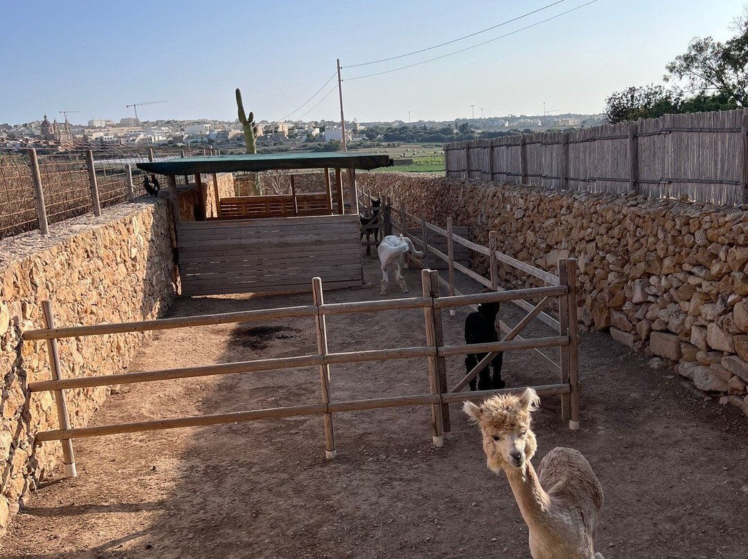 Gozo Alpaca Walks-Xewkija必去景点