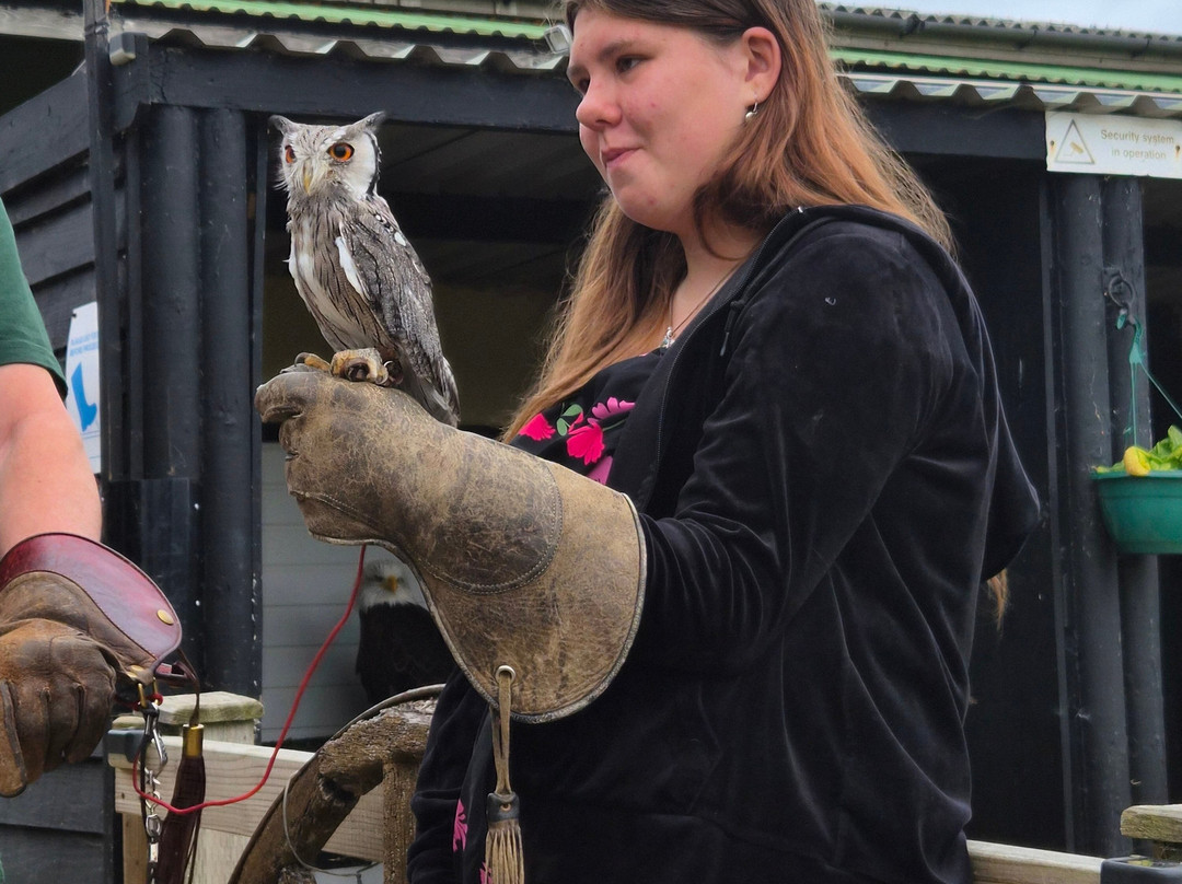 Hawkridge Bird Of Prey Centre-埃克斯茅斯必去景点