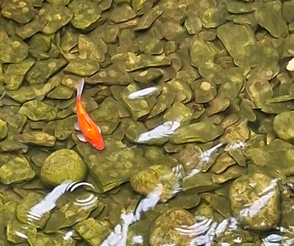 Jephsons Glasshouse-皇家利明顿温泉必去景点