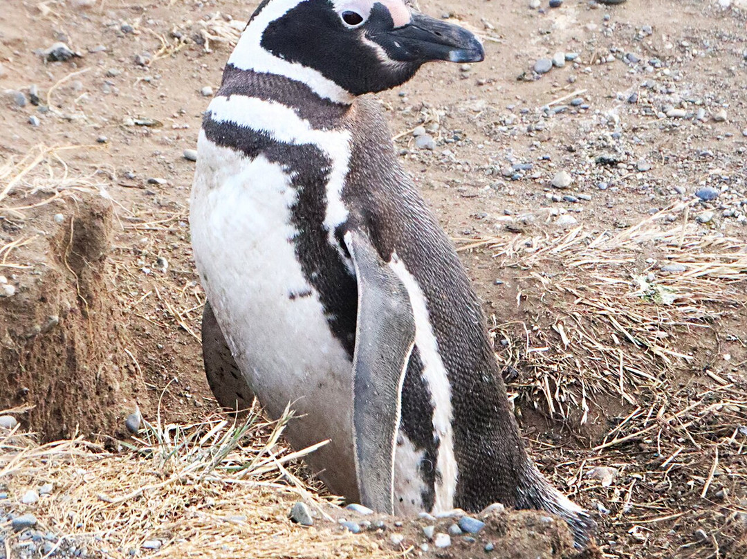 ChileMontana-圣地亚哥必去景点