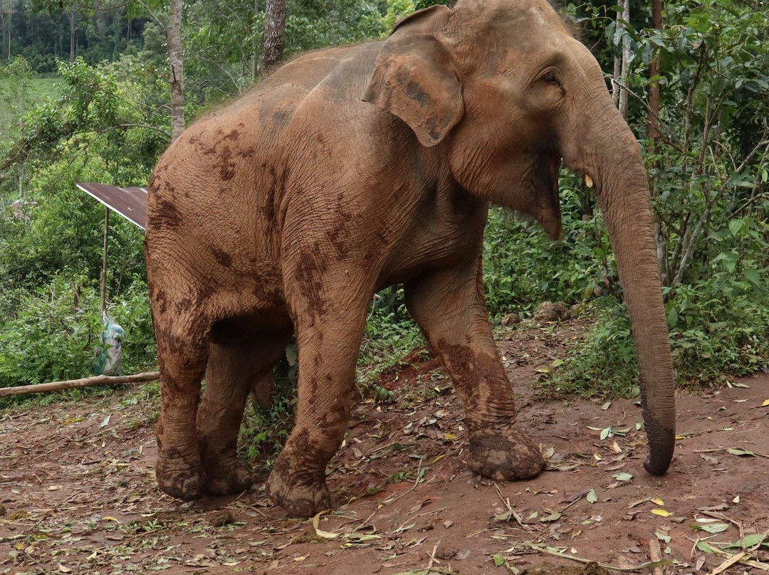 Elephant Village Sanctuary-清迈必去景点
