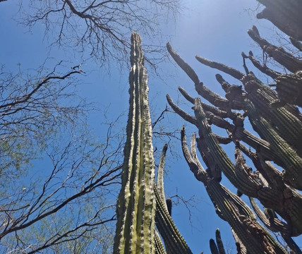 Cactus Sanctuary-El Triunfo必去景点