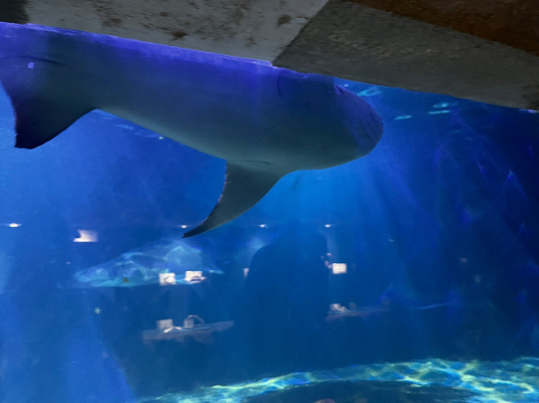 Tropicarium Park-Lido di Jesolo必去景点