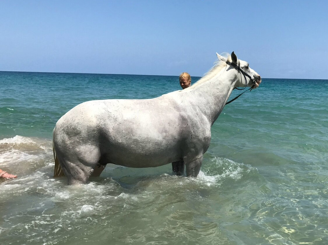 Caribe Horse Riding Club-Cocles必去景点