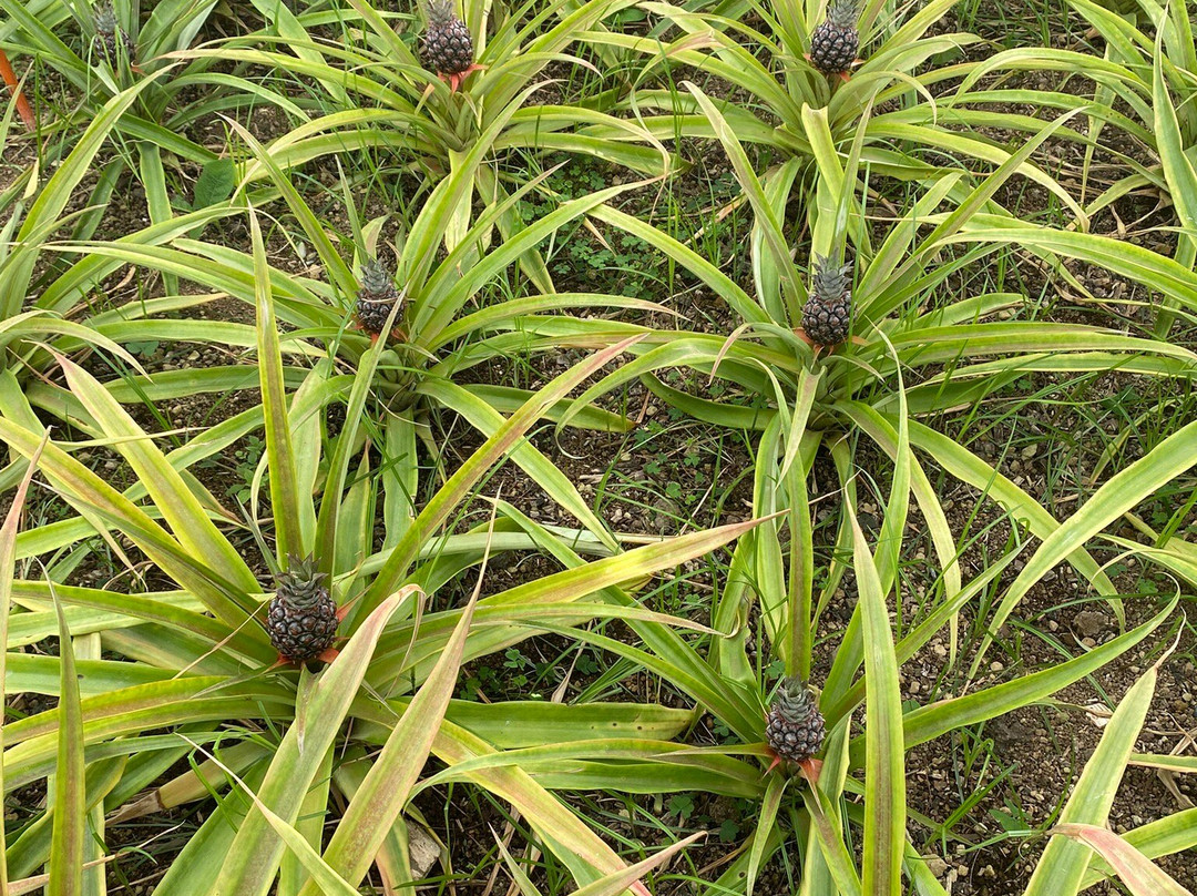 Ananas Santo Antonio-蓬塔德尔加达必去景点