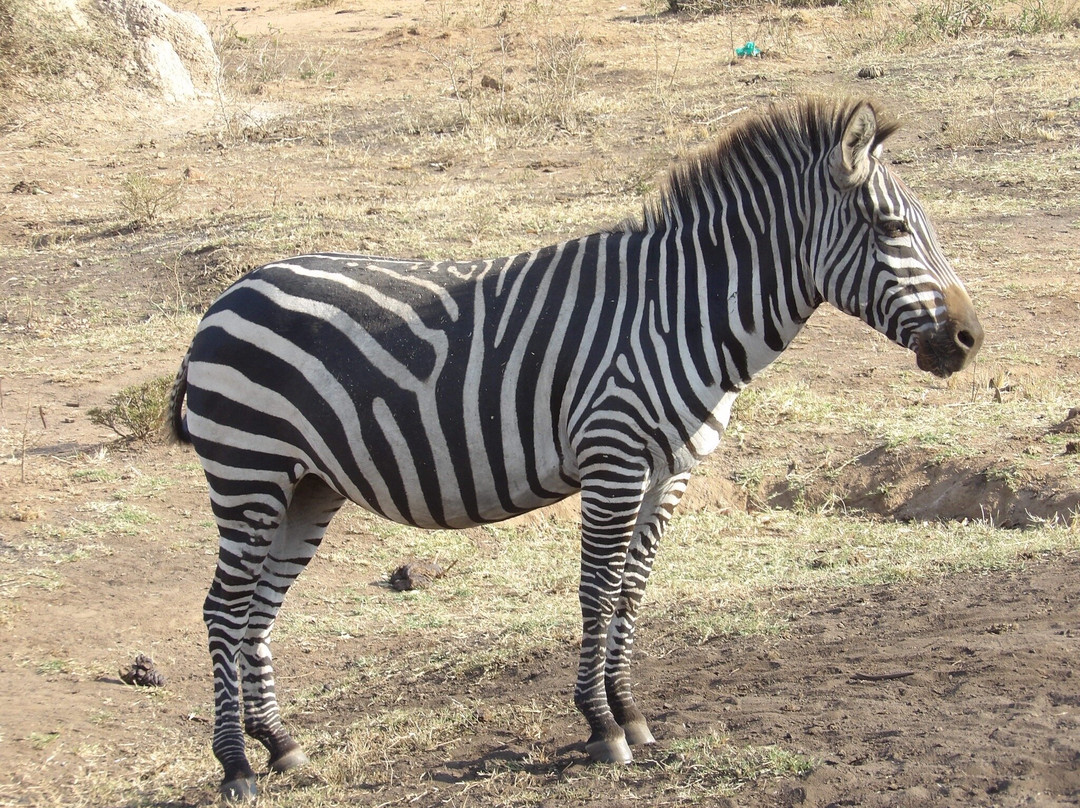 Ngoni Safaris Uganda-坎帕拉必去景点