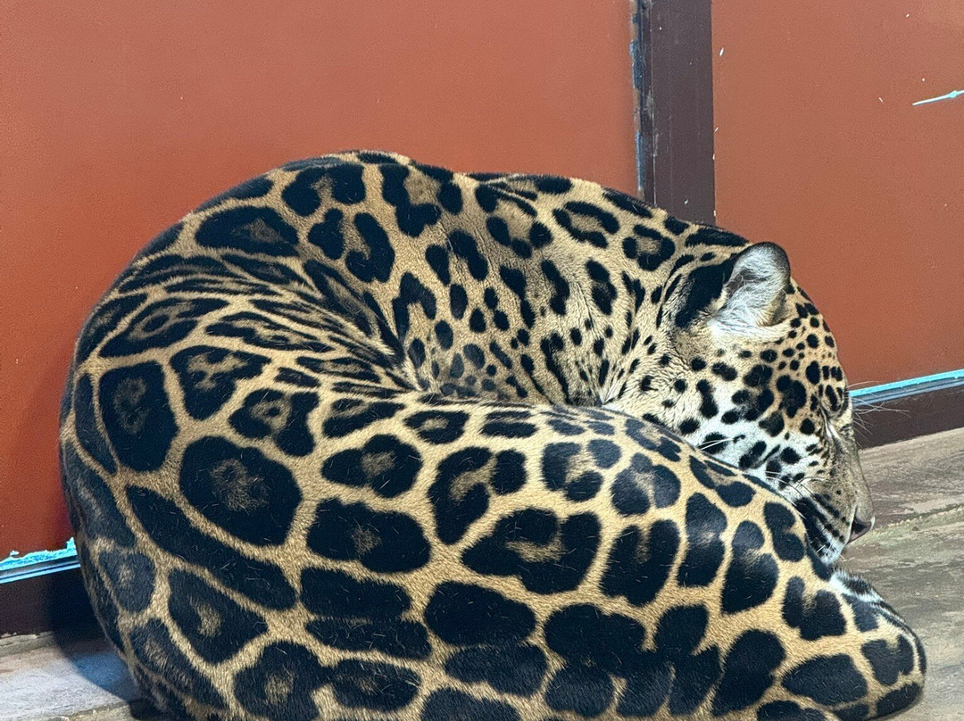 Limpopo Zoo-下诺夫哥罗德必去景点