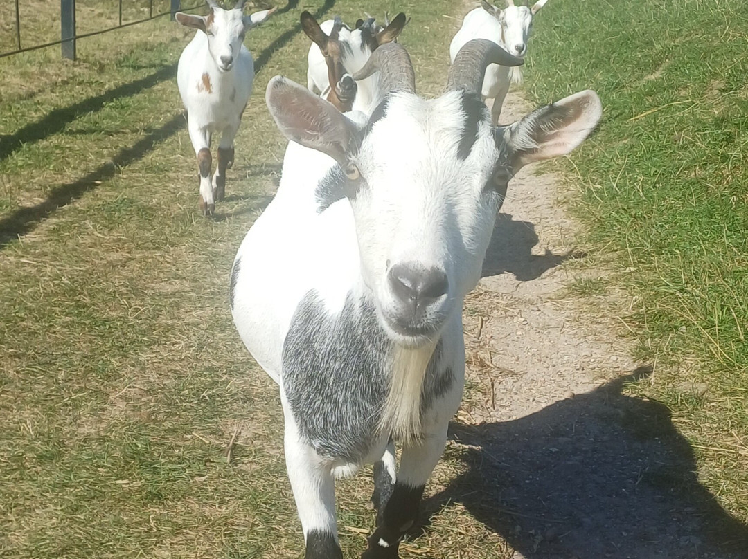 Erlebnis- und Tigerpark Dassow-Dassow必去景点