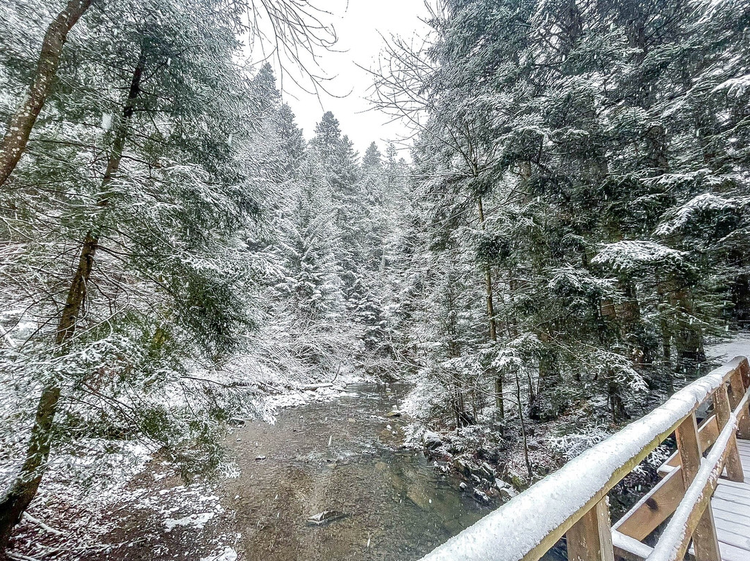 Dolina Rabskiego Potoku