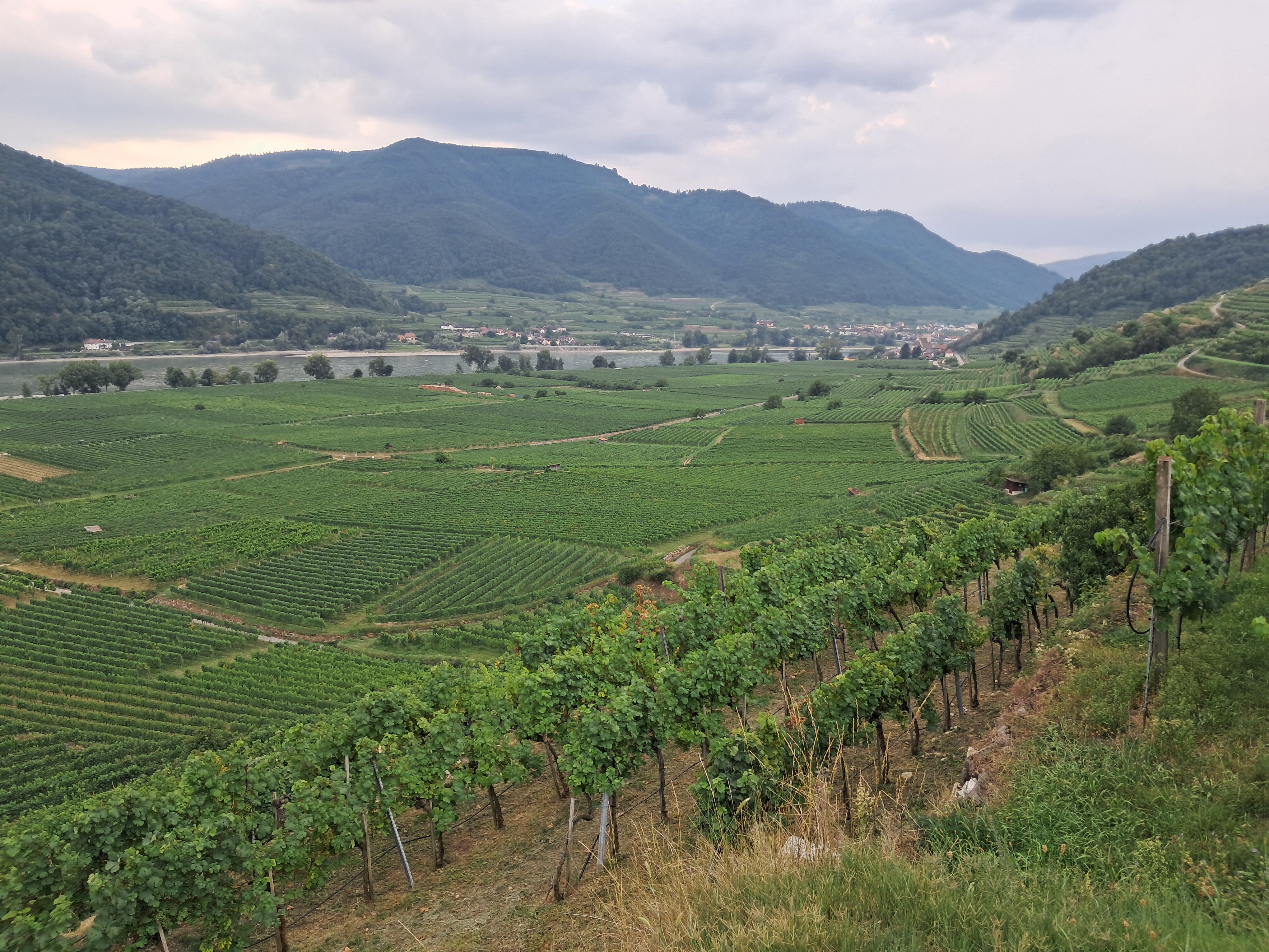 Weinbau Weidenauer-官方