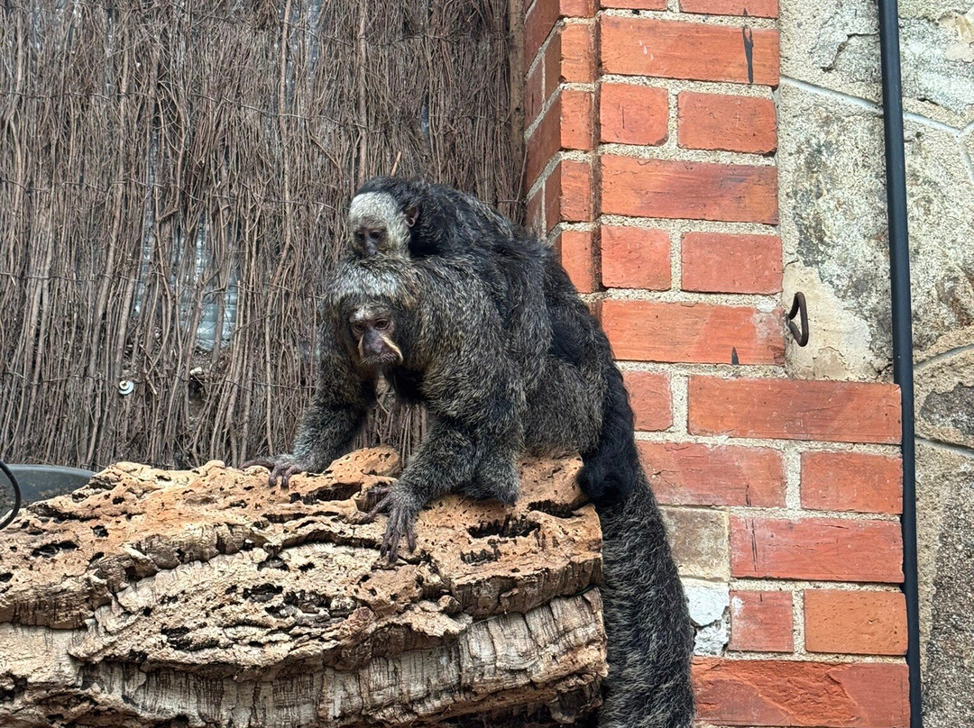 Safari De Peaugres-Peaugres必去景点